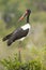 Female Saddle Billed Stork preening, South Africa