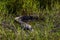 Female salt water crocodile hiding among the grass. Animal camouflaged resting at a water pond. Full body picture. Yellow Water