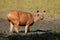 Female sambar deer