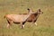 Female sambar deer