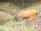 A Female Sambar Deer eating Grass