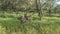 A female sambar deer Rusa unicolor and a cub are resting in the green grass.