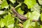 Female sand lizard / Lacerta agilis in a hiding place