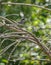 Female Sardinian Warbler