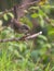 Female Sardinian Warbler