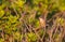 Female Sardinian Warbler on Shrubbery