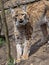 female Scandinavian lynx, Lynx lynx lynx, observes the work of a photographer