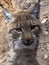 female Scandinavian lynx, Lynx lynx lynx, observes the work of a photographer