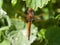Female scarce chaser dragonfly
