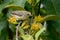 Female Scarlet-backed Flowerpecker perching on parasitic plant branch looking into a distance