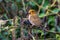 Female Scarlet Finch photographed in Mandal