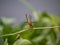 Female scarlet skimmer on a vine 4