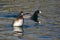 Female Scaup Rising High in the Water