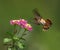 Female Scintillant hummingbird.