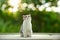 Female Scottish Fold Cats White and gray stripes Sitting and looking up
