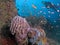 Female scuba diver explores coral reef at bottom of ocean canyon