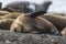 Female Sea lion beach  breeding colony,Peninsula Valdes,