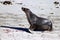 A female Sea Lion go back at Seal Bay Kangaroo Island ,South Australia