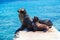 Female sea lion with her calf on the stone pier