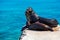 Female sea lion with her calf on the stone pier