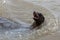 Female sea-lion with open mouth swimming next to boat