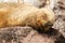 Female of sea lion resting on a stone