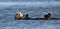 Female Sea Otter with red bloodied nose floating on her back in the Elkhorn Slough at Moss Landing on Central Coast California USA