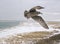 Female Seagull Flies Over Winter Beach at Chatham, Cape Cod