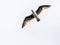 Female Seagull In Flight