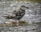 Female Seagull standing on dirty dock