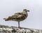 Female Seagull Standing On Rooftop