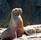 Female seal basking in sun in Cabo San Lucas at Los Arcos (Lands End) Mexico