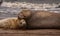 Female Seal close to her Pup