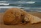 Female Seal with her pup