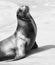 Female seal - relax in sunlight