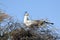 A female secretary bird