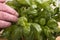 Female senior chef examining freshly washed basil