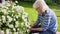 Female senior working with flowers in the garden by cutting dead flowers at a hanging basket.