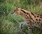 Female Serval in captivity plays at hunting with her keeper