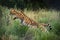 Female Serval in captivity plays at hunting with her keeper