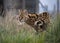 Female Serval in captivity plays at hunting with her keeper