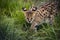 Female Serval in captivity plays at hunting with her keeper