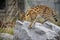 Female Serval in captivity plays at hunting with her keeper