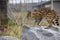 Female Serval in captivity plays at hunting with her keeper