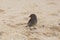 Female sharp-beaked ground finch seen standing on desert islet beach off Puerto Baquerizo Moreno