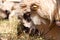 Female sheep eating in byre with the flock