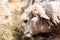 Female sheep eating grass and hay in farm