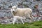 Female sheep feeding lamb