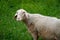 Female sheep mammal portrait