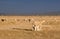 Female sheep with twin lambs